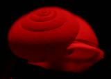 Mars Snail