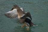mama Mallard