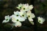Dogwood
