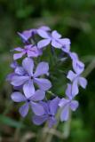 Phlox