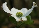 Dogwood