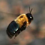 Wood borer