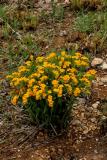 Rocky Bouquet