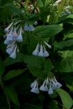 Blue Bells