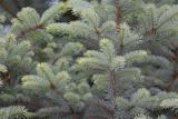 Blue Spruce