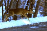 white tail deer