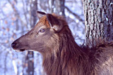  elk