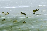 Canada Geese