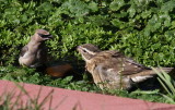 Cedar Waxwing and Rose-breasted Grosbeak
