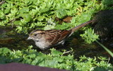 White-throated Sparrow - First of the Season