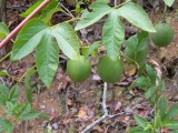 Passion Fruit growing wild