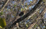 Hermit Thrush