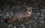 Gray Fox coming for food