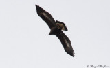 Juvenile Golden Eagle making a turn