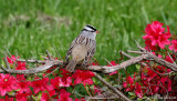  White-crowned Sparrow