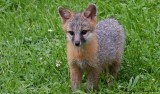  Baby Gray Fox - Who could resist that face