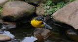  Yellow-breasted Chat