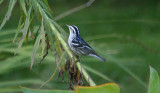 Male Black-and-white Warbler