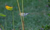 Tennessee Warbler