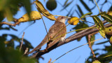 Black-billed Cuckoo