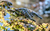 Frost on the Goldenrod
