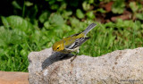 Black-throated Green Warbler - female