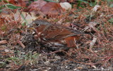 Fox Sparrow