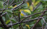 Northern Parula