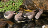 Cedar Waxwings squabble in the pool