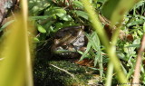 Sunning Green Frog