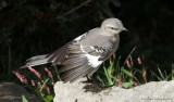 Northern Mockingbird drying wings