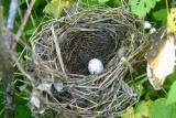 Yellow - breasted Chat nest with unhatched egg