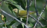 Tennessee Warbler - male