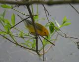 Prothonotary Warbler - female