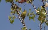 Orange-crowned Warbler