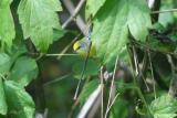 Brewsters Warbler - male