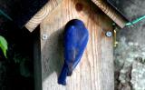 Male Eastern Bluebird - Checking out the house