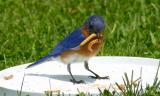 Male Eastern Bluebird - Back for more mealworms