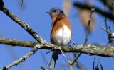 Male Eastern Bluebird