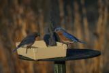 Eastern  Bluebirds - Snack before bedtime