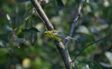  Blue-winged Warbler - molting male