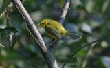  Hooded Warbler - female