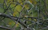 Common Yellowthroat (female)