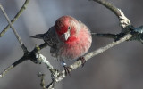  Banded House Finch