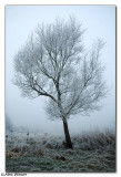 Frosty Tree