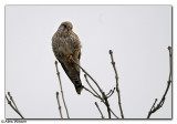 Kestrel