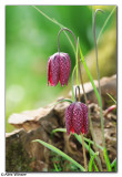 Snakes Head Fritillary