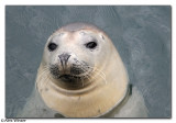 Seal