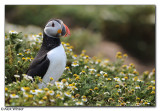Puffin