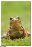 Common Frog